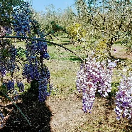 Podere San Carlo Feriegård Marsiliana